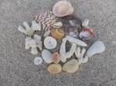 Shell Collection on Los Muertos Beach